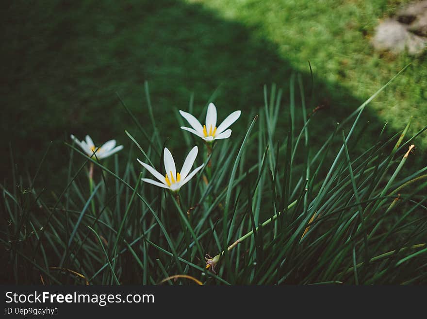 White Rain Lilies at Daytime Close Up Photography