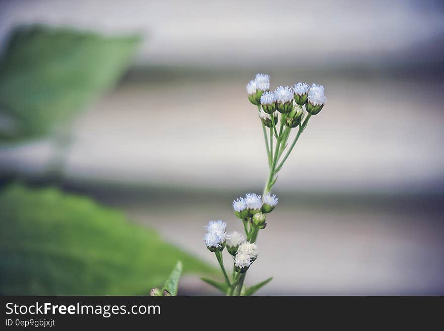 White Ageratum Close Up Photography