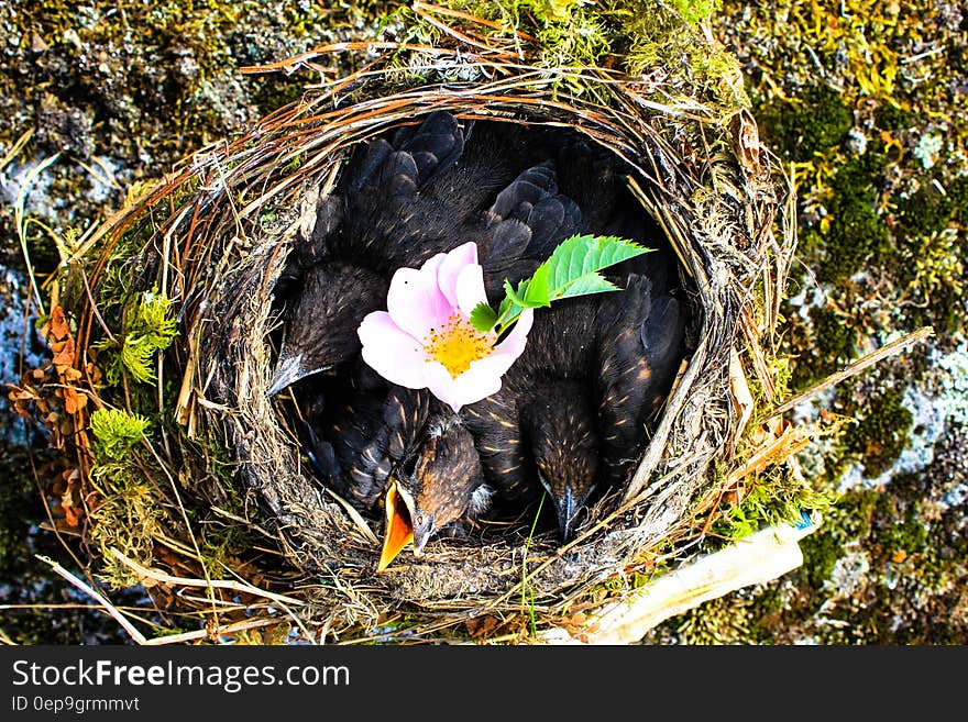 Hungry baby birds waiting for their mom.