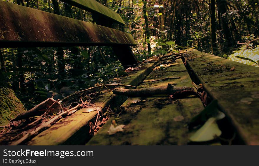 Dried Leaves on Empty Molded Outdoor Bench