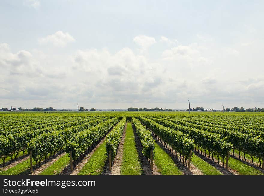 Vineyards on a sunny day.