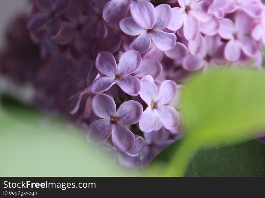 Selective Focus of Purple Flowers