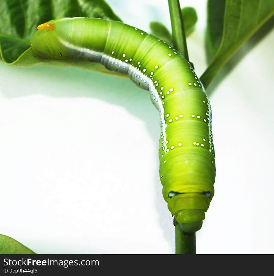 Green Caterpillar