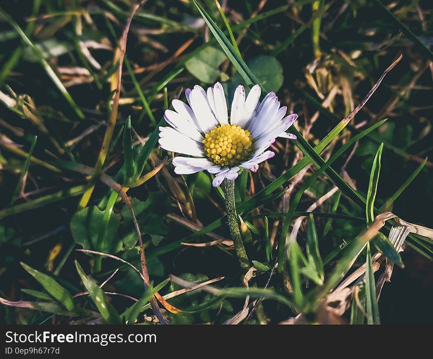 White Flower Plant Macro Photography during Daytime