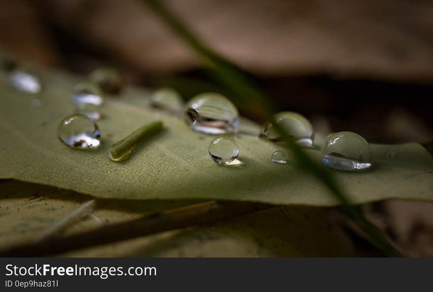 Drop of Water on Green Leaf Plant