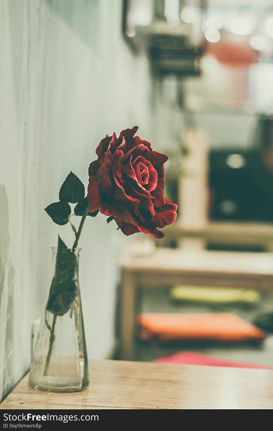 Red Rose on Clear Glass Vase