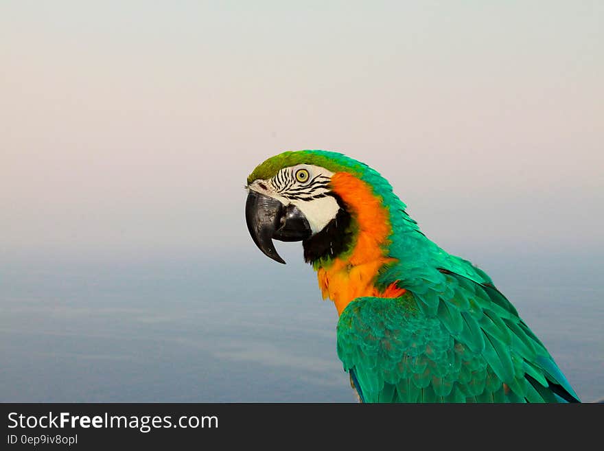 Profile of colorful Macaw parrot against blue skies. Profile of colorful Macaw parrot against blue skies.