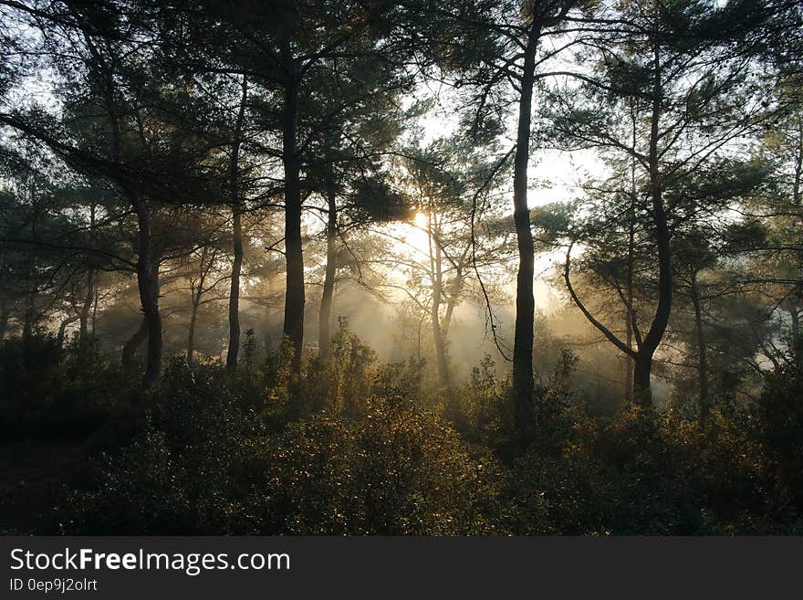 Sunlight filtering through trees in forest with mist or fog. Sunlight filtering through trees in forest with mist or fog.