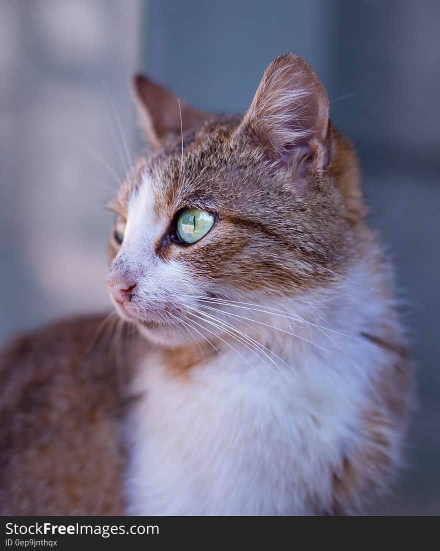 Tan and White Short Fur Cat on Close Up Photography