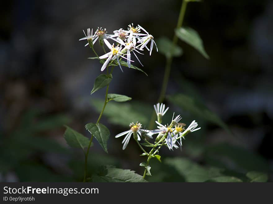 Close up of wildflowers blooming on green plants with leaves and stems.