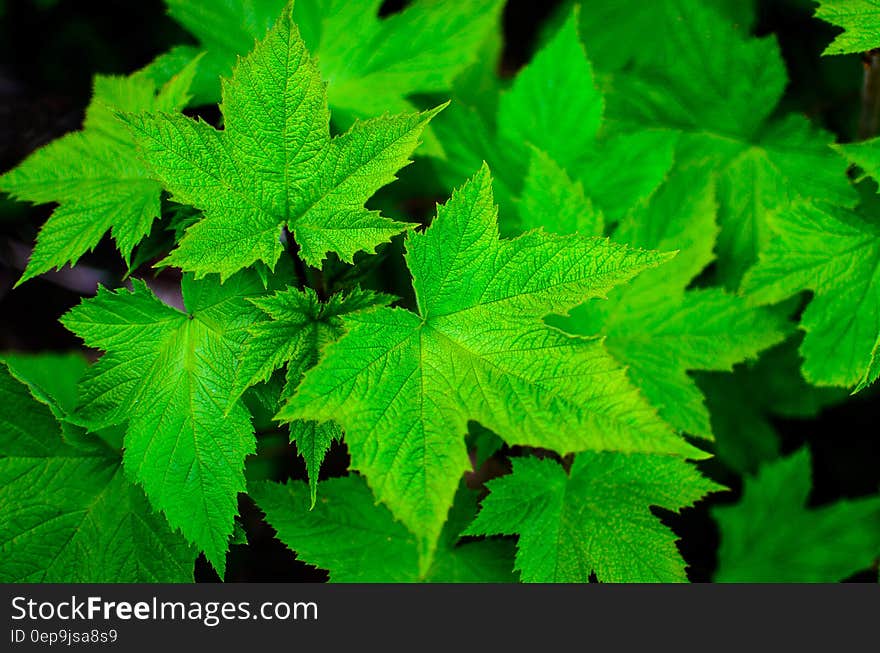 Close up of green 5 pointed leaves on black background. Close up of green 5 pointed leaves on black background.