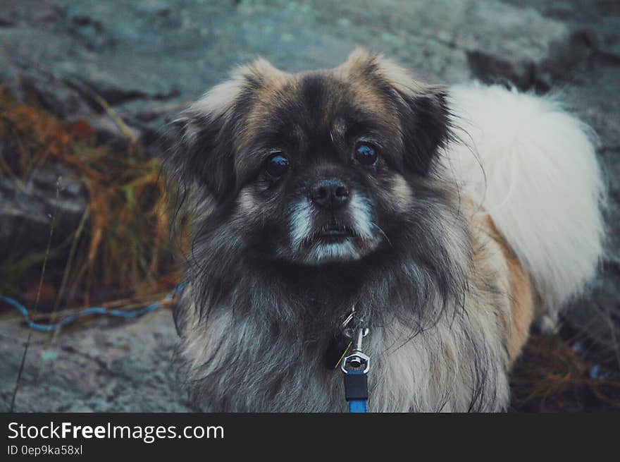 Mixed breed dog on leash standing on rocks outdoors. Mixed breed dog on leash standing on rocks outdoors.