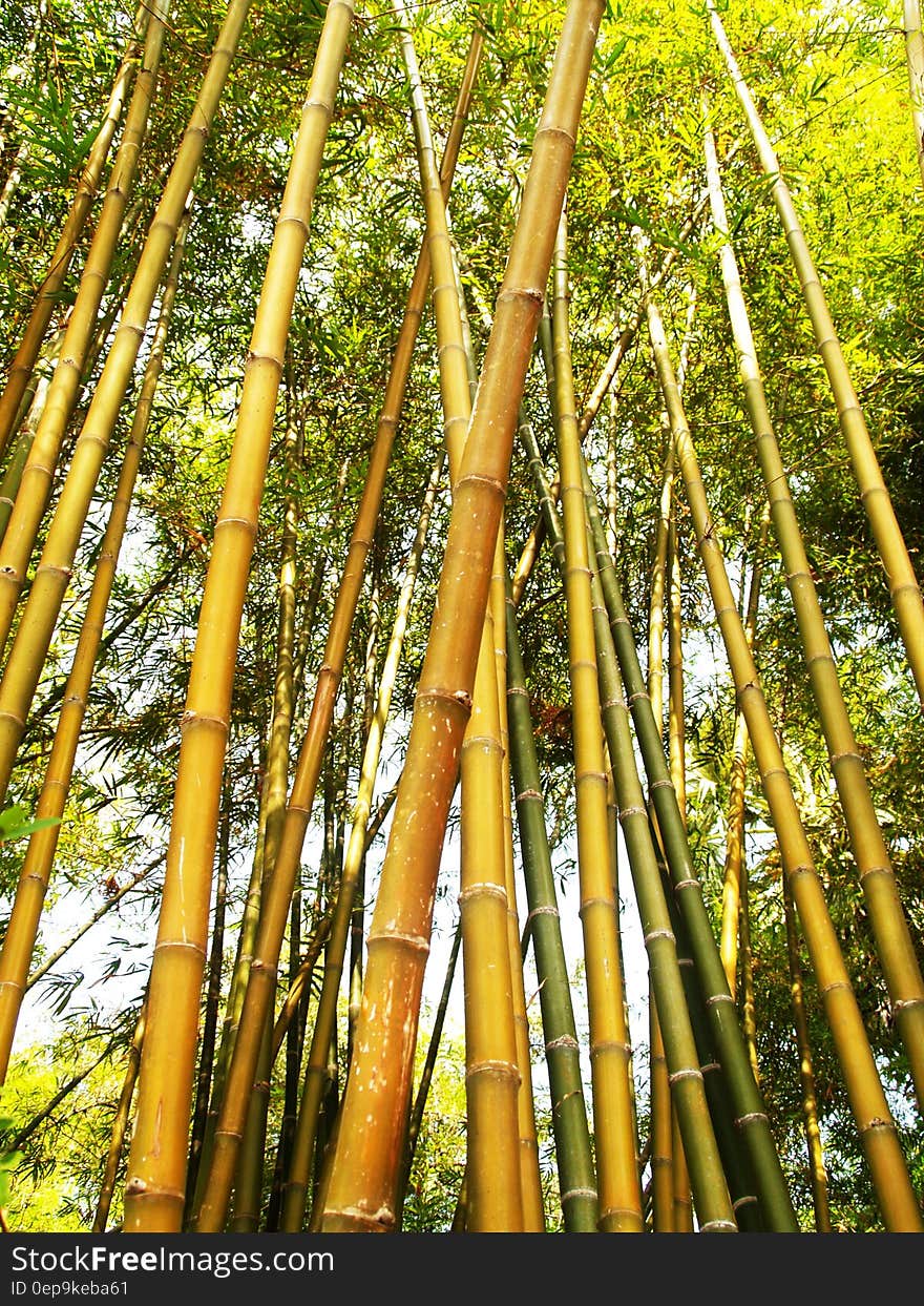 Bamboo Tree during Daytime