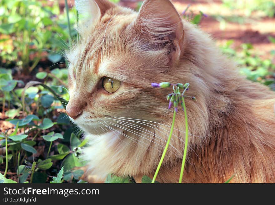 Outdoor portrait of long hair domestic cat in sunny garden. Outdoor portrait of long hair domestic cat in sunny garden.