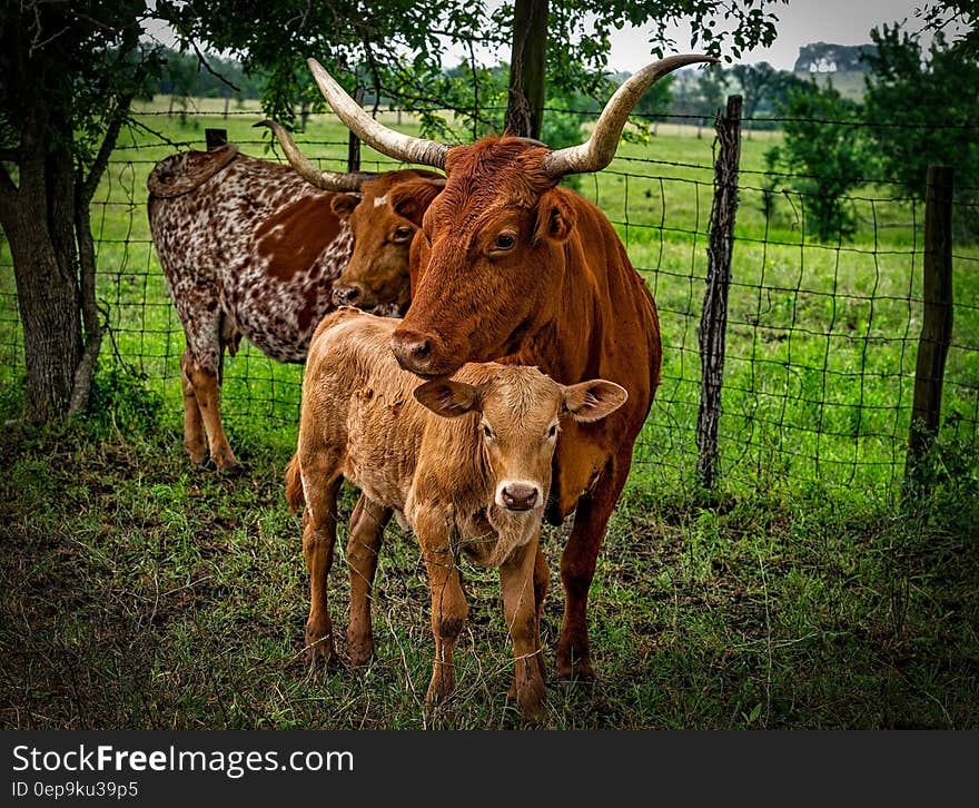 3 Brown Cow on Green Grass Field