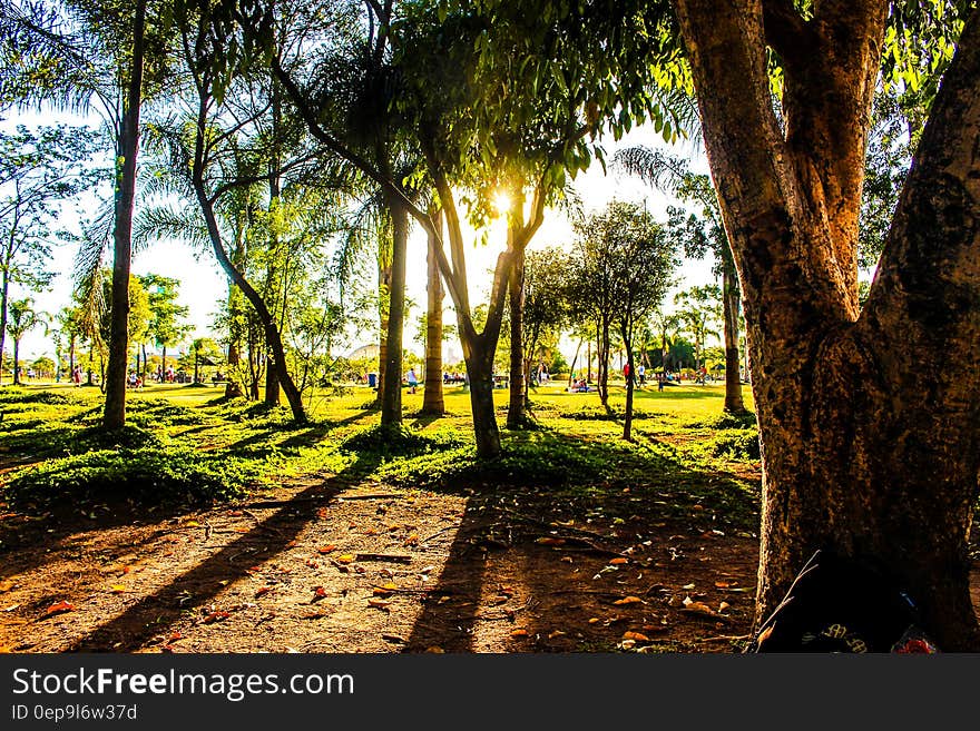 Sunlight through leafy branches of trees in green field. Sunlight through leafy branches of trees in green field.