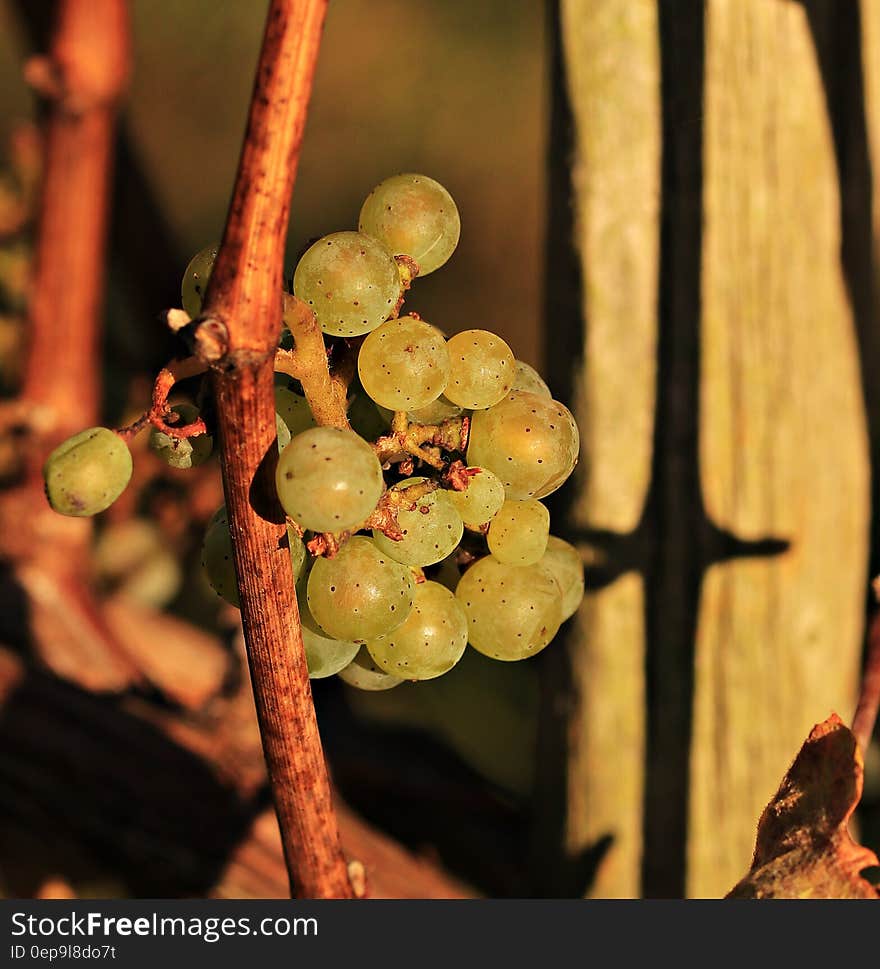 Close up of cluster of green grapes on vine in sunlight.