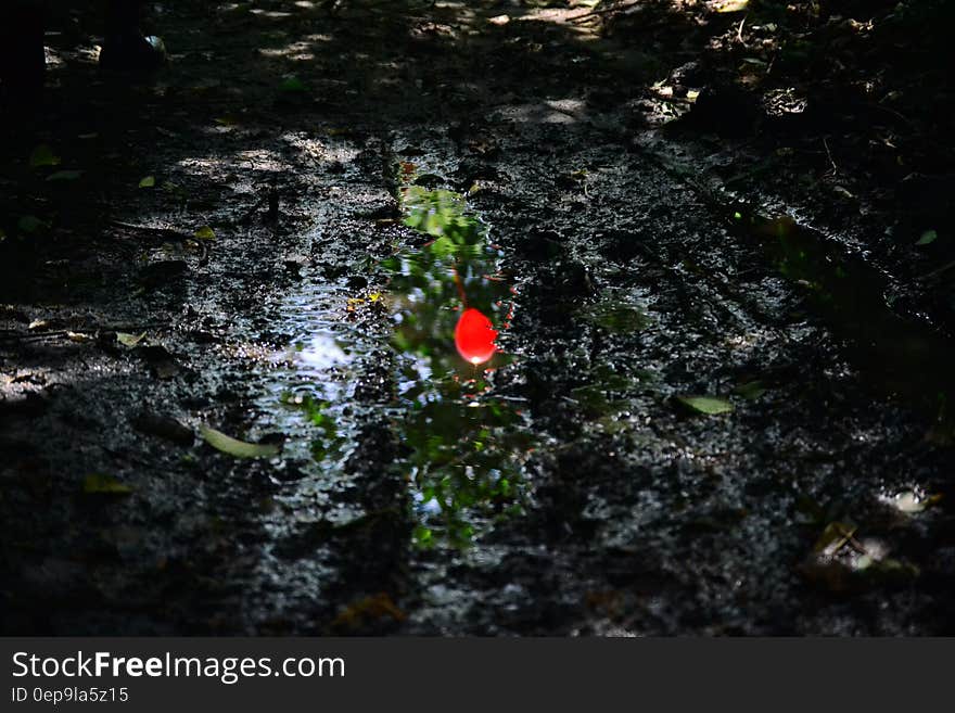 Red flower on plant in muddy field in shadows. Red flower on plant in muddy field in shadows.