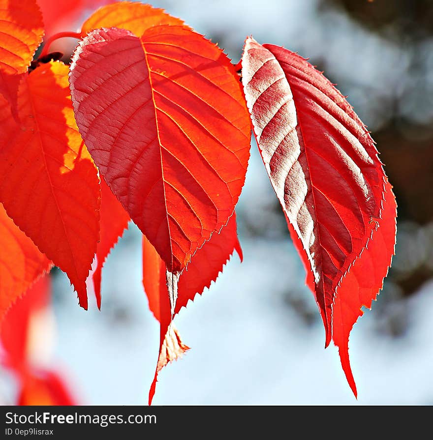 Close up of orange fall foliage on tree against sunny skies. Close up of orange fall foliage on tree against sunny skies.