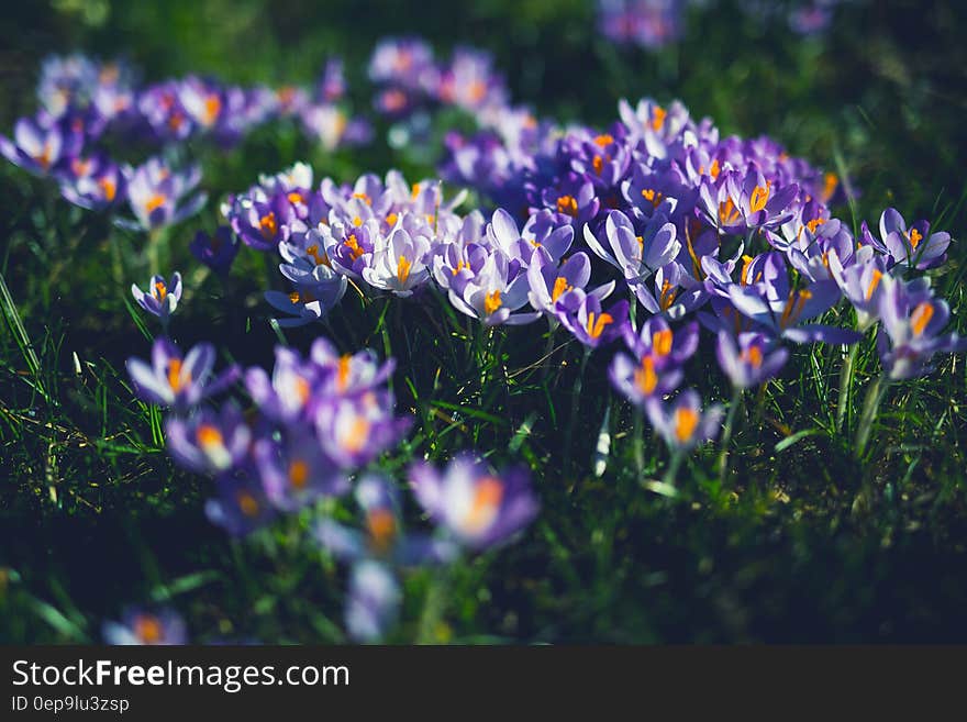 Purple and White Petaled Flowers