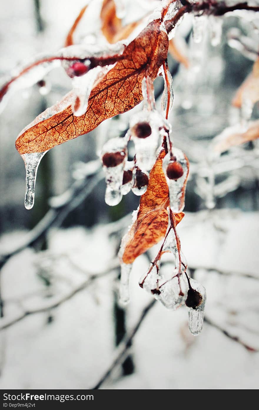 Withered Leaves of Tree Covered With Water Close Photography