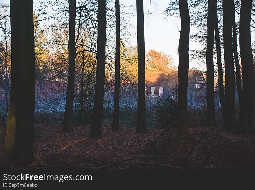 Sunset through trees in rural countryside. Sunset through trees in rural countryside.