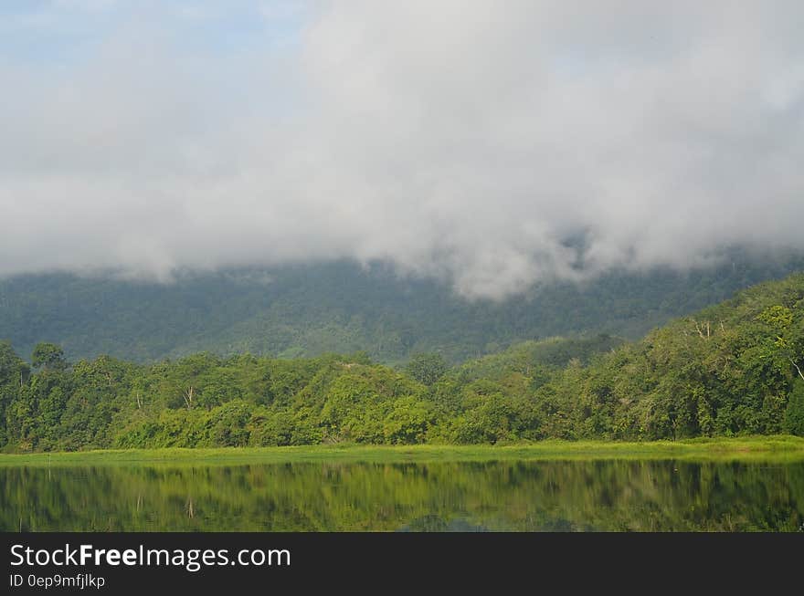 Tall Trees Near River and Mountain