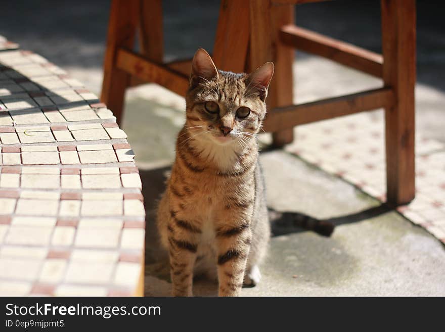 Brown Tabby Cat Sitting on Concrete Floor during Daytime