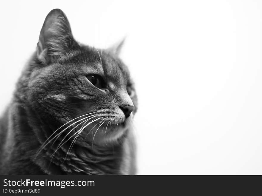 Black and white cat studio portrait. Black and white cat studio portrait.