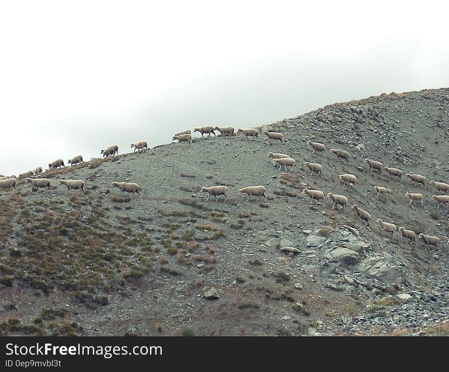 Sheep grazing on hillside on overcast day. Sheep grazing on hillside on overcast day.