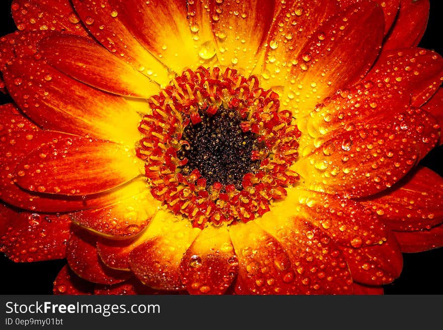 Red and Yellow Flower With Water Sprinkles