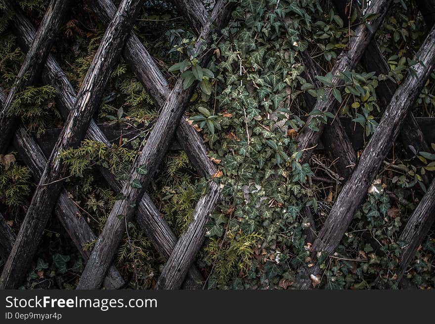 Close up of ivy growing on wood lattice fencing. Close up of ivy growing on wood lattice fencing.