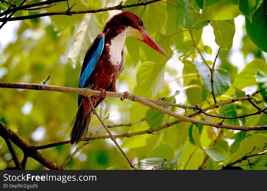 Colorful tropical bird perched on tree branch with green leaves. Colorful tropical bird perched on tree branch with green leaves.