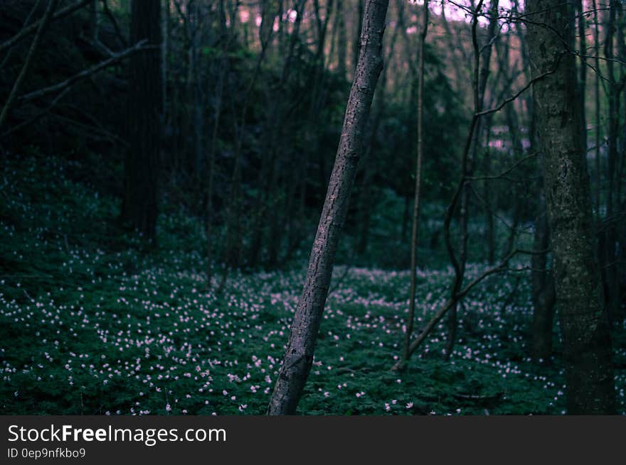 Field of wildflowers blooming on forest floor. Field of wildflowers blooming on forest floor.