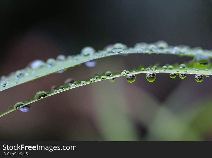 Close Up Photo of Water Drops