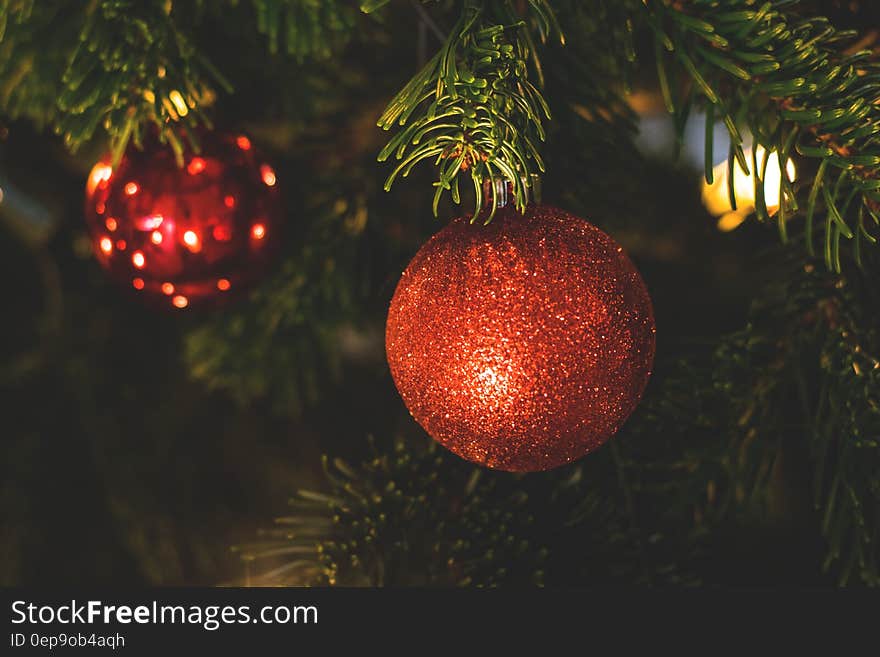 Shiny red decorations on the branches of a Christmas tree. Shiny red decorations on the branches of a Christmas tree.