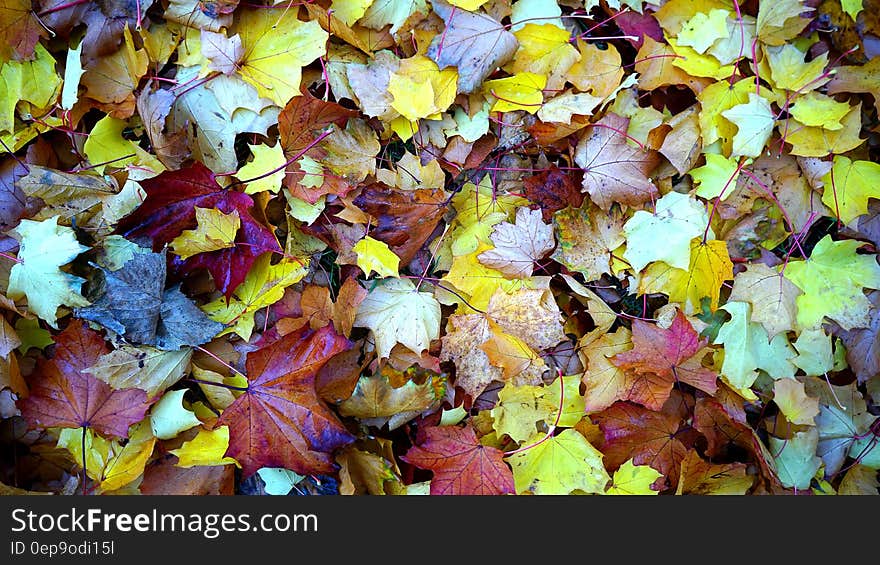 Maple Leaves on Ground Close Up Photo during Daytime