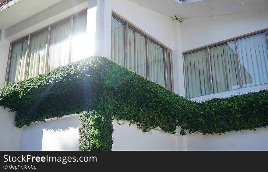 Green Leafed Plant on Balcony during Daytime