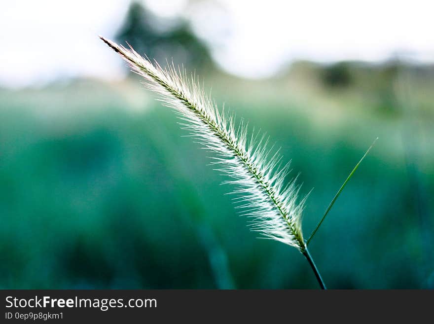 White and Green Leaf Focus Photography