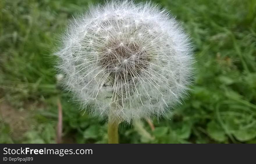 Close up of dandelion seed head against green grass on sunny day. Close up of dandelion seed head against green grass on sunny day.