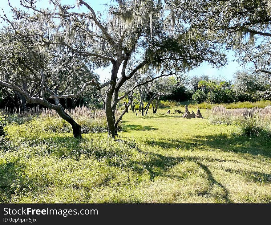 Empty Green Tall Trees