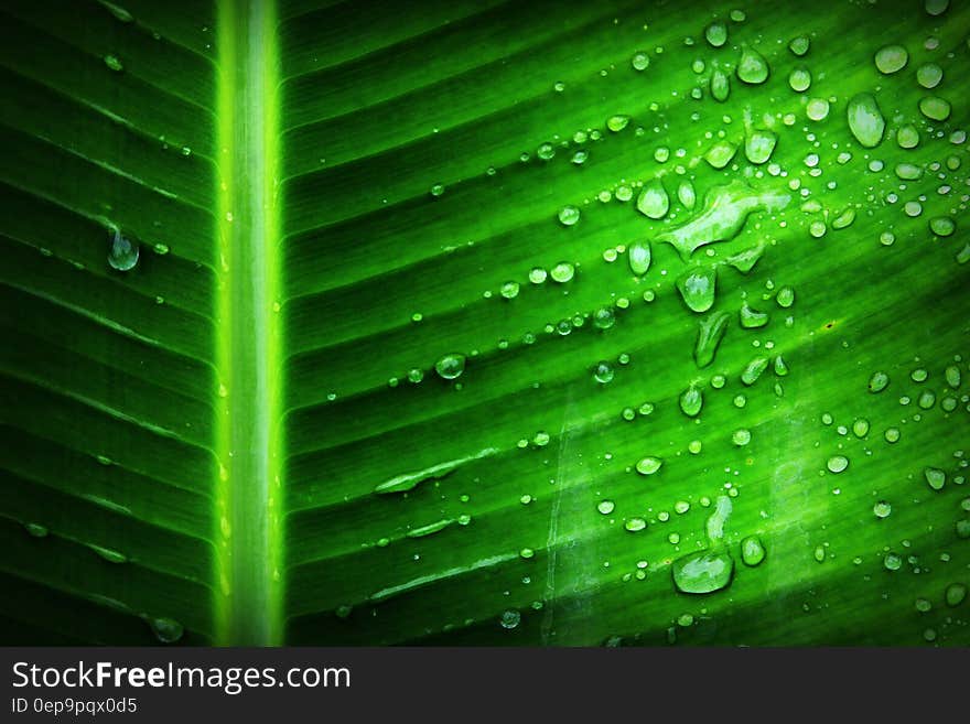 Green Banana Leaf With Substance of Clear Liquid