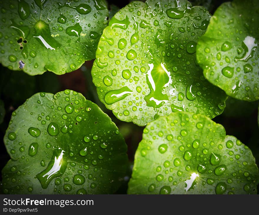 Green Waterlily