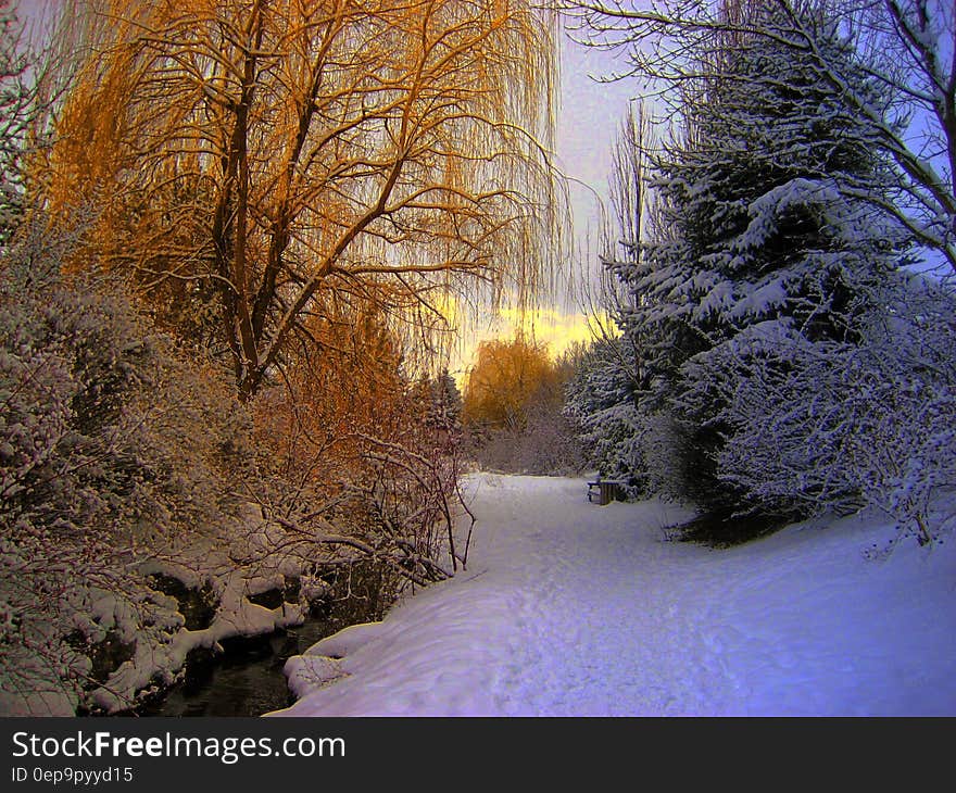 Orange and Blue and White Snow Forest