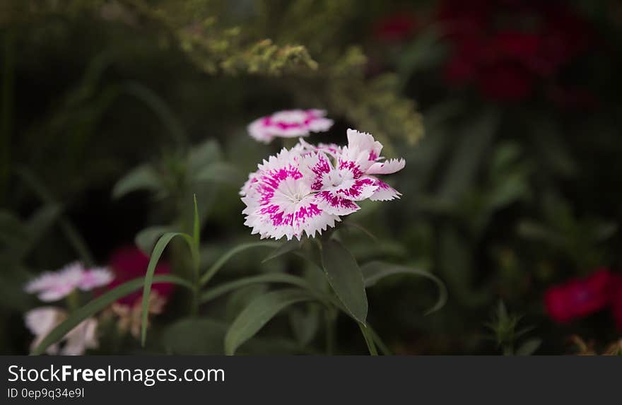 Purple and White Flowers in Tilt Shift Lens