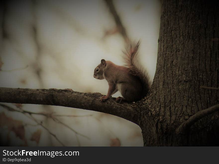 Profile of brown squirrel sitting on tree branch. Profile of brown squirrel sitting on tree branch.