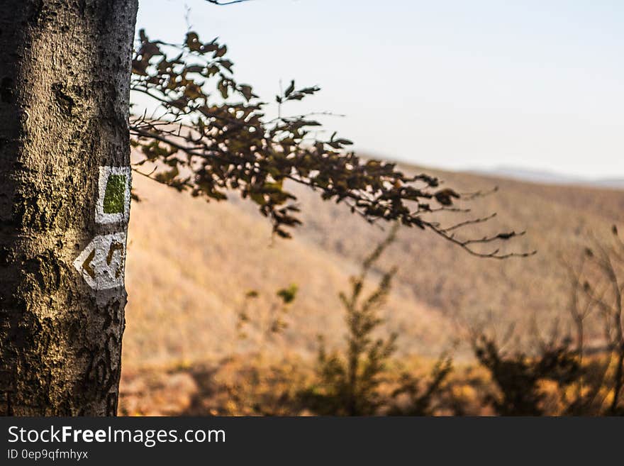 Brown Tree Trunk