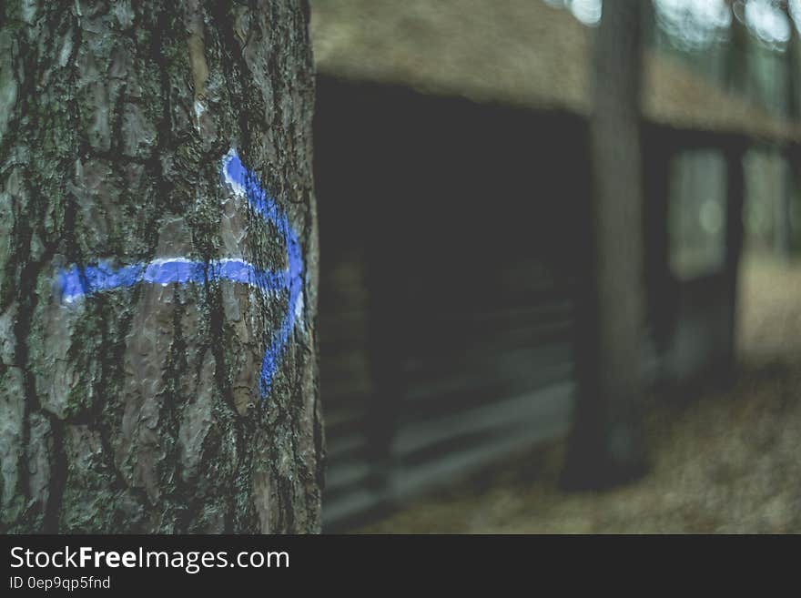 Blue trail blaze arrow on tree trunk outside wooden cabin in woods on sunny day. Blue trail blaze arrow on tree trunk outside wooden cabin in woods on sunny day.