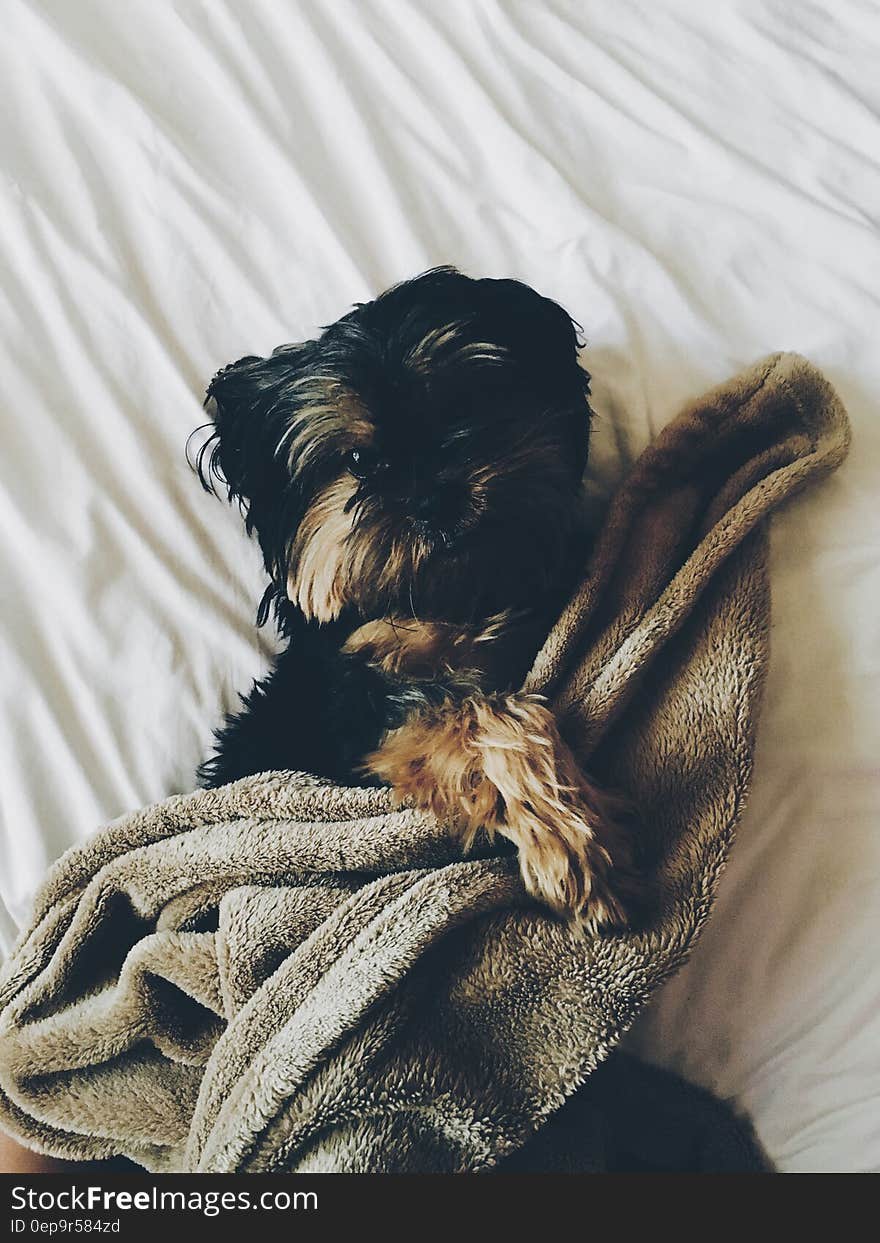 Black and Brown Yorkie Laying on Bed With Brown Towel