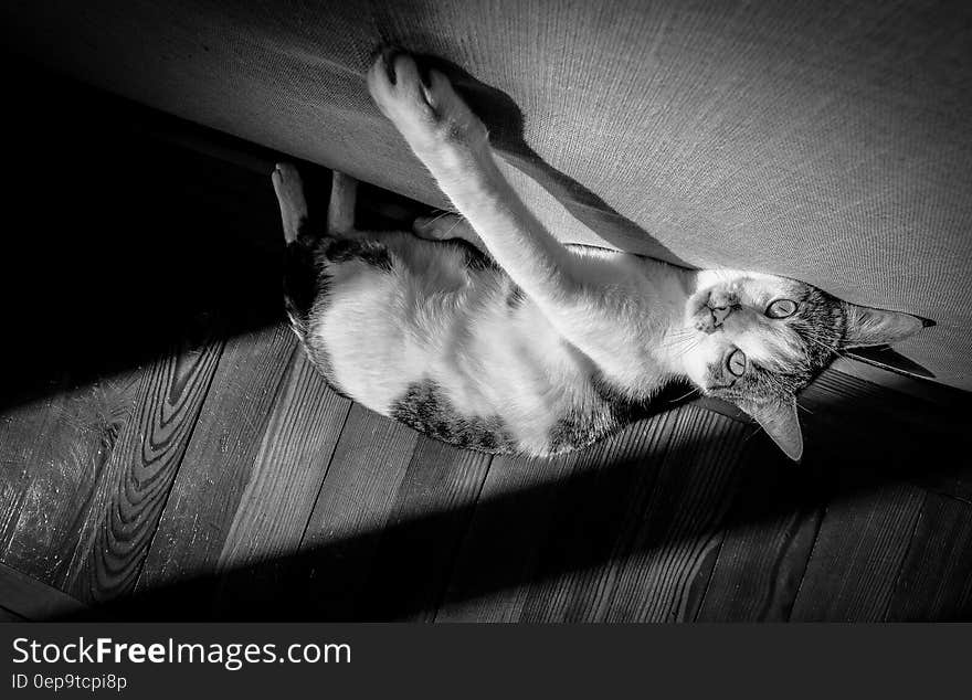 Grayscale Photo of Cat Laying on the Floor